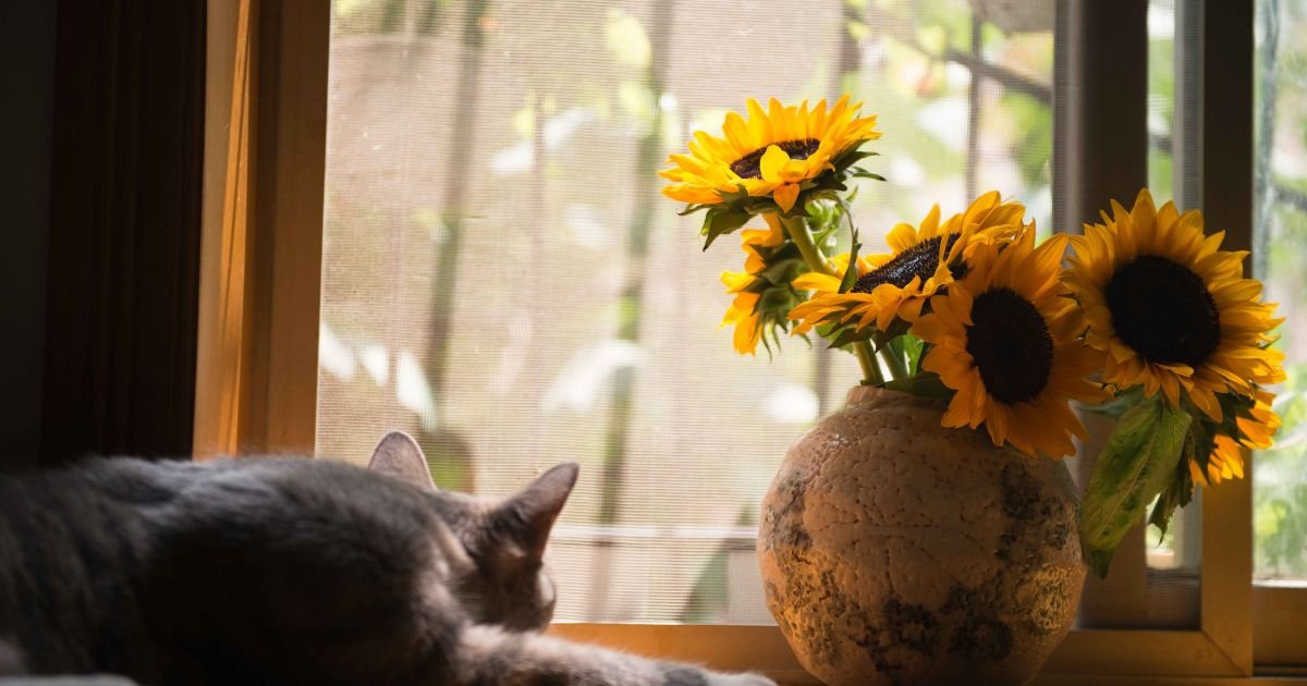 Can Cats Eat Sunflower Seeds