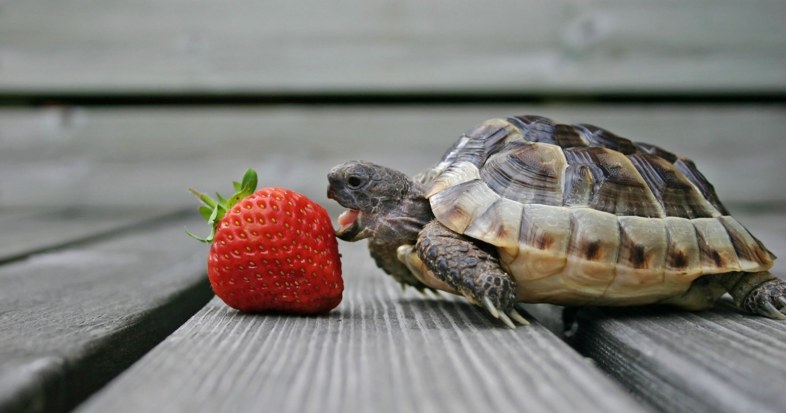 Can Turtles Eat Strawberries