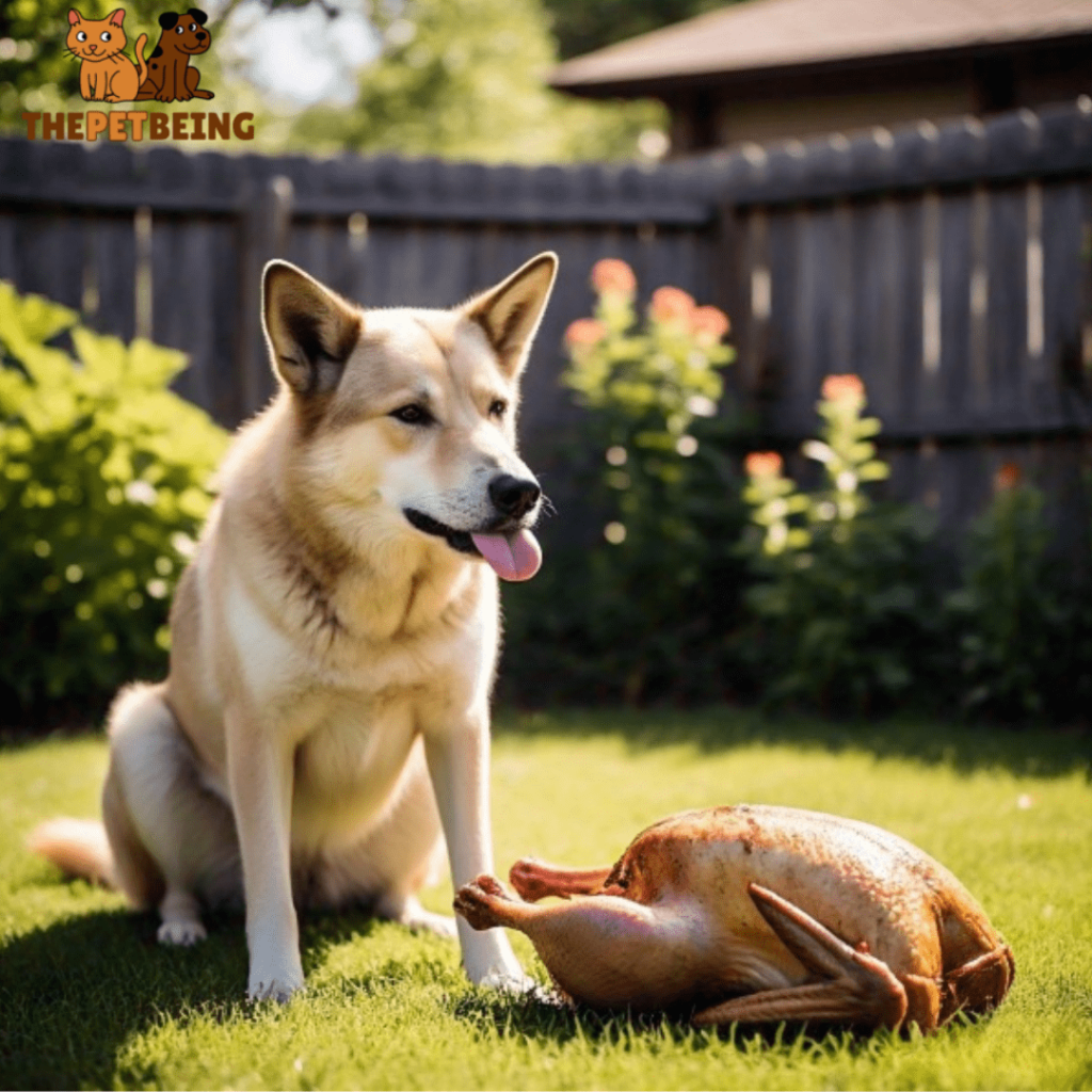 Turkey for Dogs