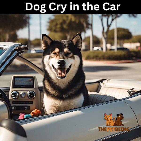 Dog Cry in the Car