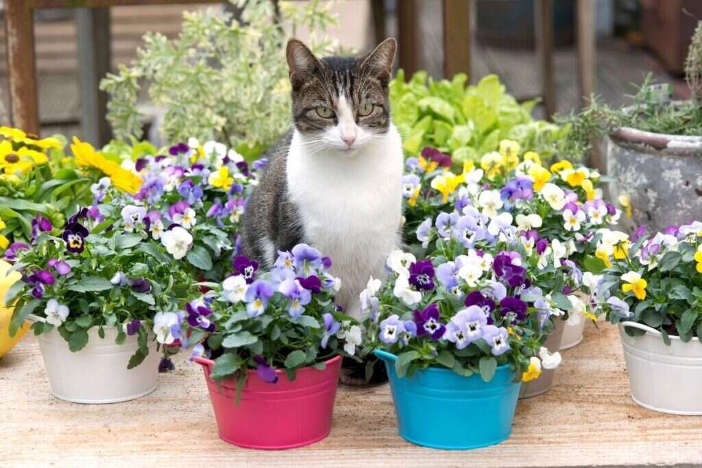 Are Pansies Safe for Cats