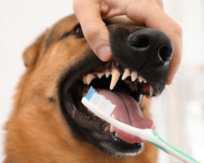 Best Practices for Pet Dental Care