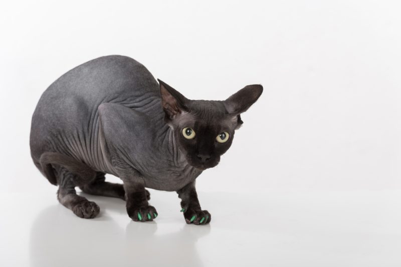 Black Egyptian Sphynx Cat