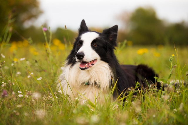 Border Collie for You