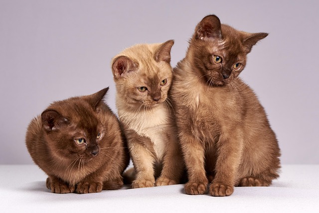 Burmese Cat