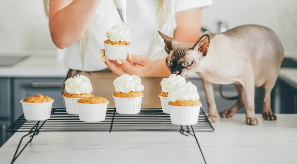 Can Cats Eat Whipped Cream
