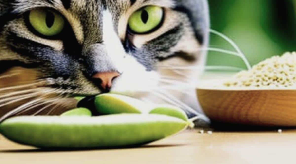 Can Cats Have Edamame