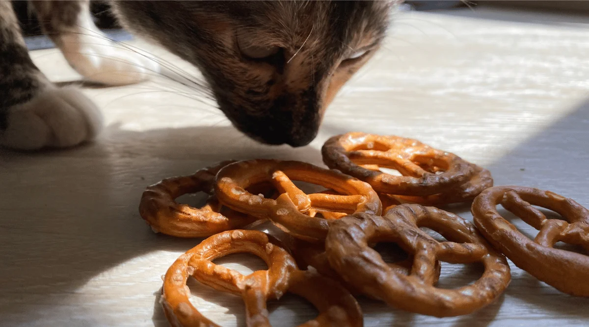 Can Cats Have Pretzels