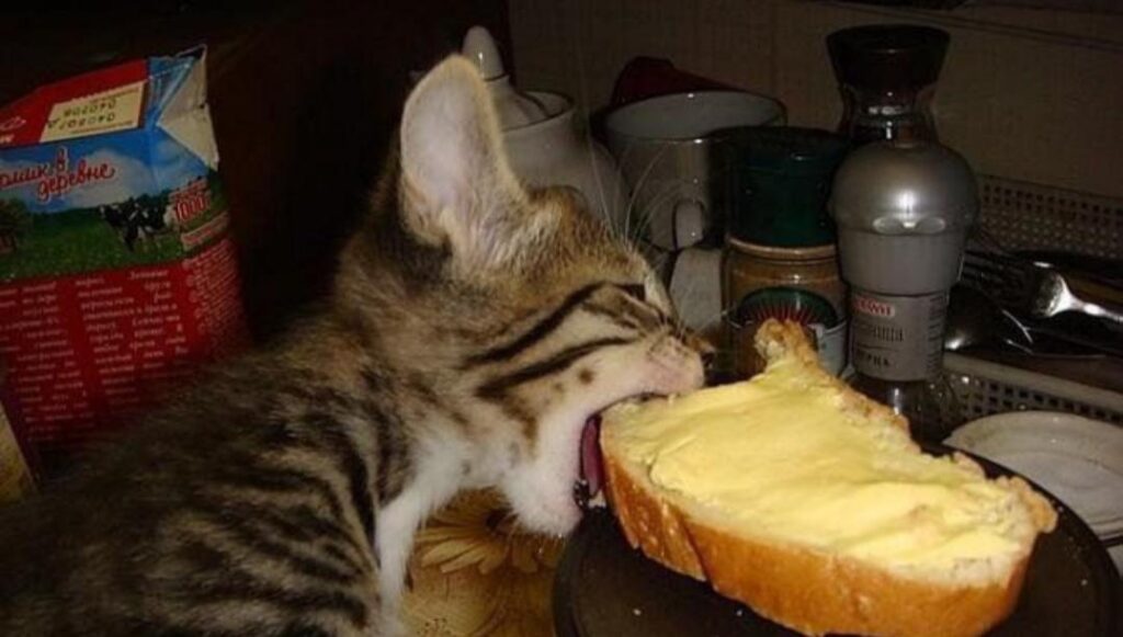 Can Cats Safely Eat Butter
