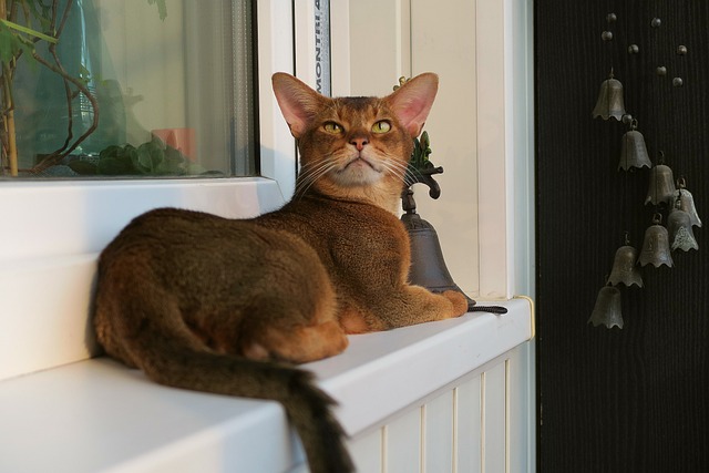 Caring for Abyssinian Cat