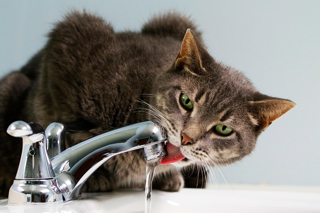 Cat Drinks Safe Tap Water