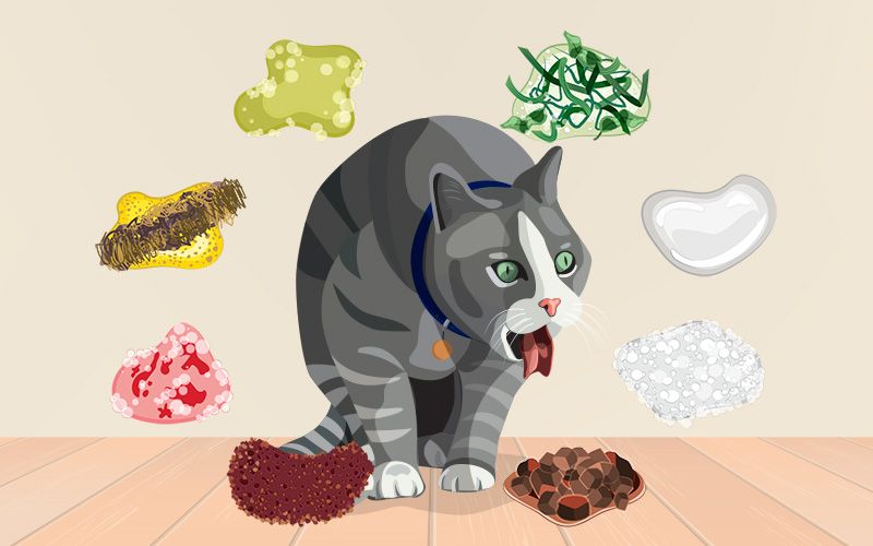 Cat Vomit Color Chart