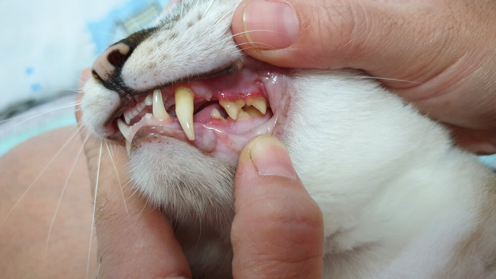 Cat’s Gums Be for Good Health