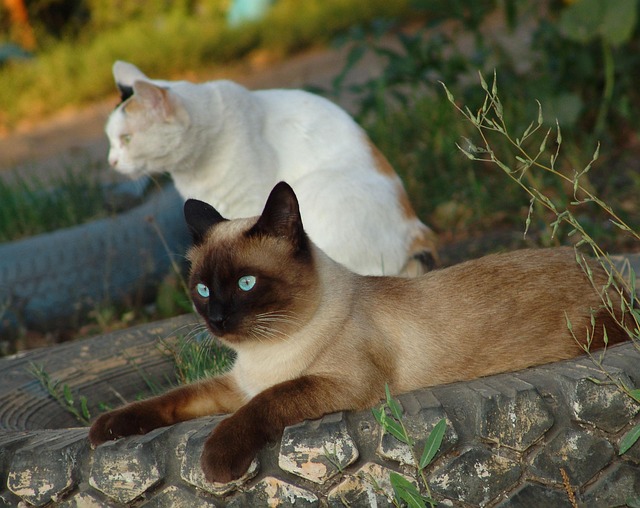 Different Types of Siamese Cats