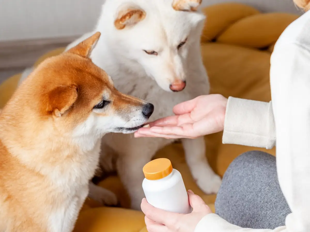 Dog Benadryl for Itching