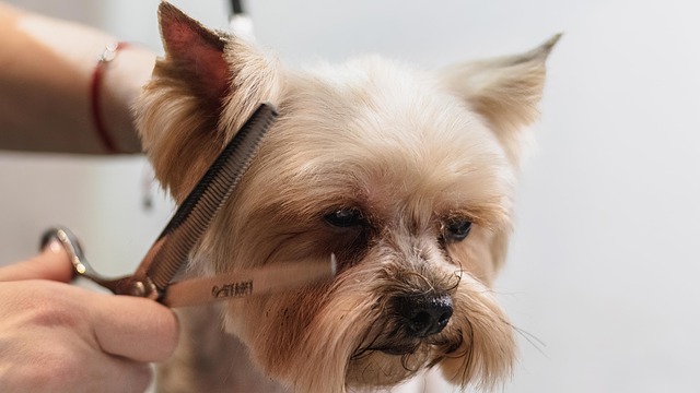 Dog Haircut
