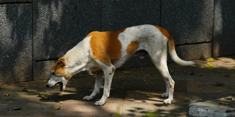 Dog Starts Vomiting