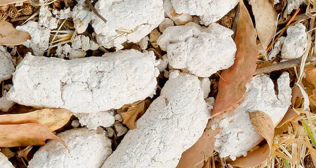 Dog’s Poop Is White