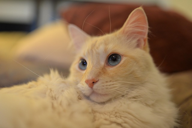 Flame Point Siamese