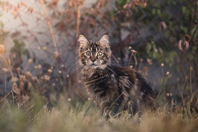Full-Grown Black Maine Coon