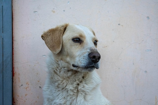 How Long Your Dog Can Be Alone