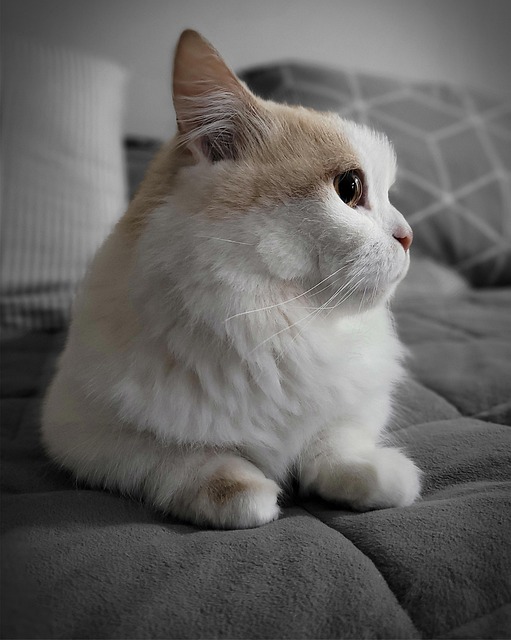 How to Care for Your Munchkin Cat