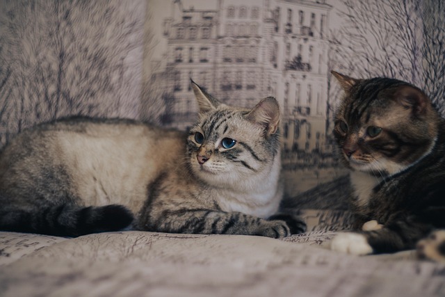 Introduce Cats to Dating