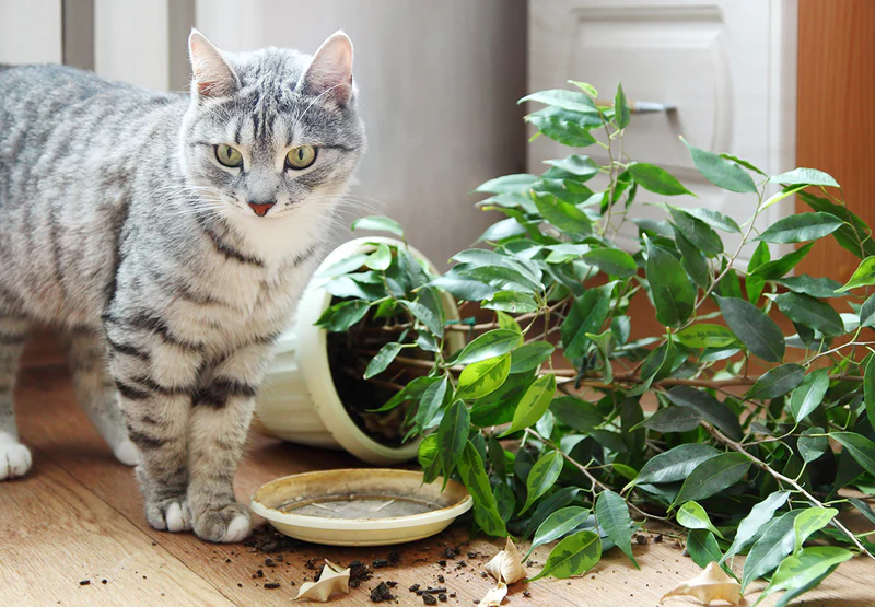 Keep Cats Safe from Philodendron
