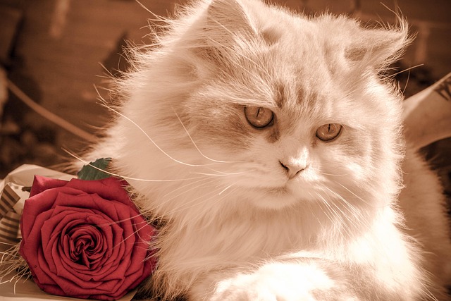Keep Your Cat Safe from Toxic Roses