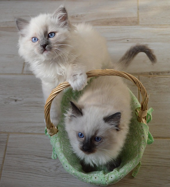 Many Colors of Ragdoll Cats