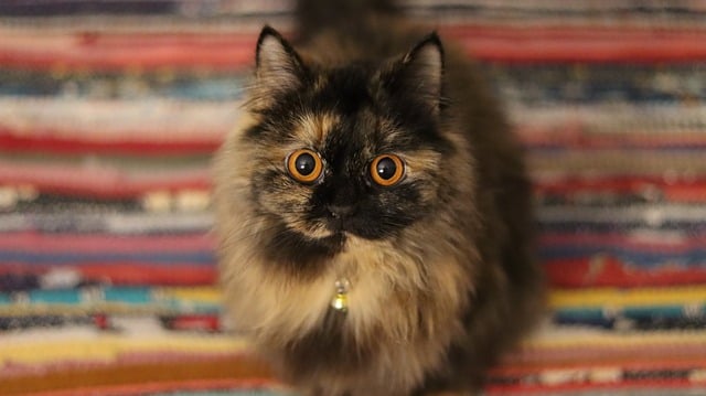 Persian Cat Colors