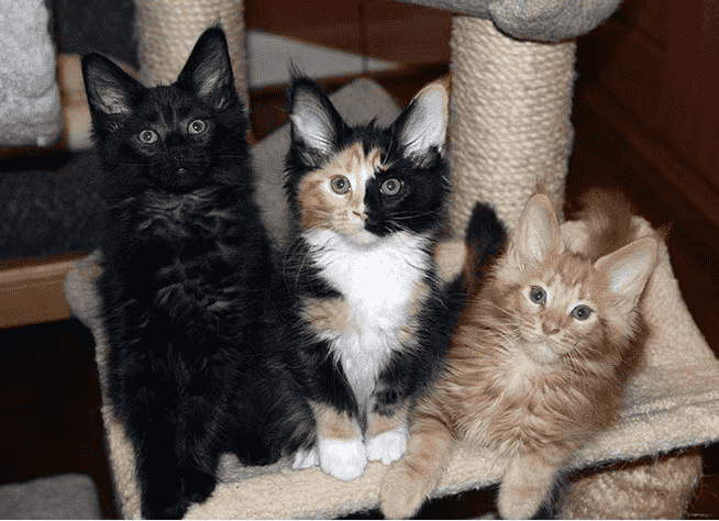 Types of Calico Cats