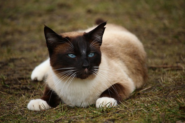 Types of Siamese Cats