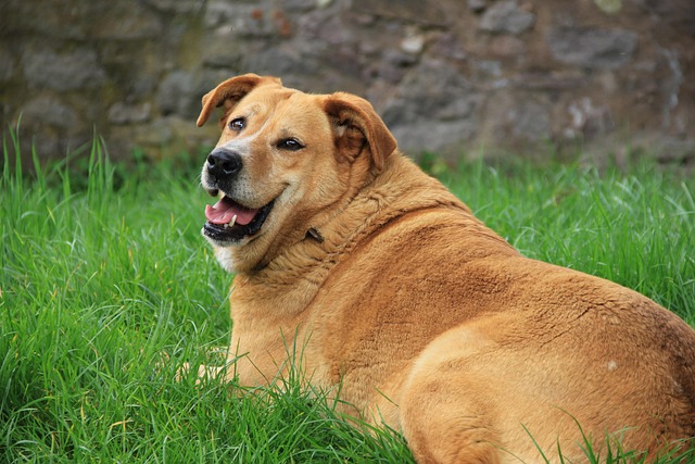 Underweight Dogs Gain Healthy Weight