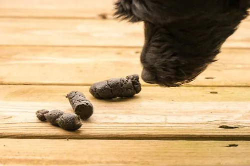 Worms in Dog Poop