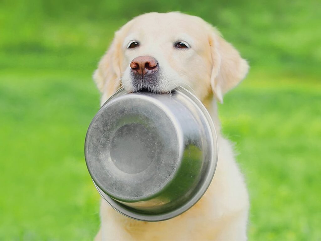 Are Hot Dogs Low Carb