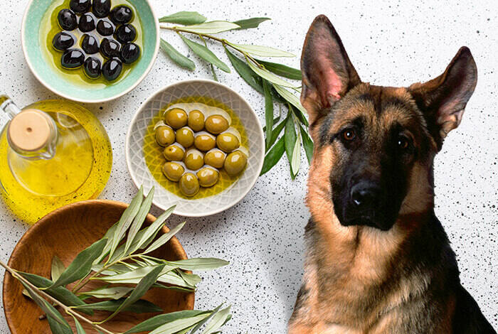 Are Olives Safe for Dogs
