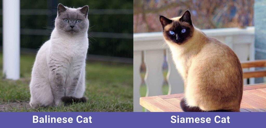 Balinese Cats vs Siamese Cats