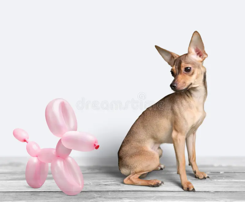 Balloon Poodle Dog Step by Step