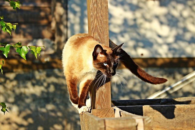 Beautiful Cat Breeds That Resemble Siamese Cats