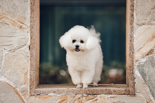 Bichon Frise Dog