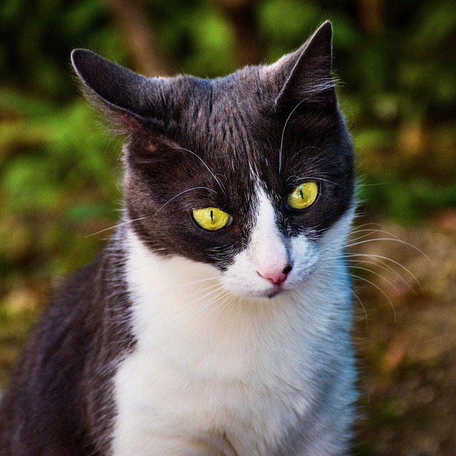 Black Ragdoll Cat