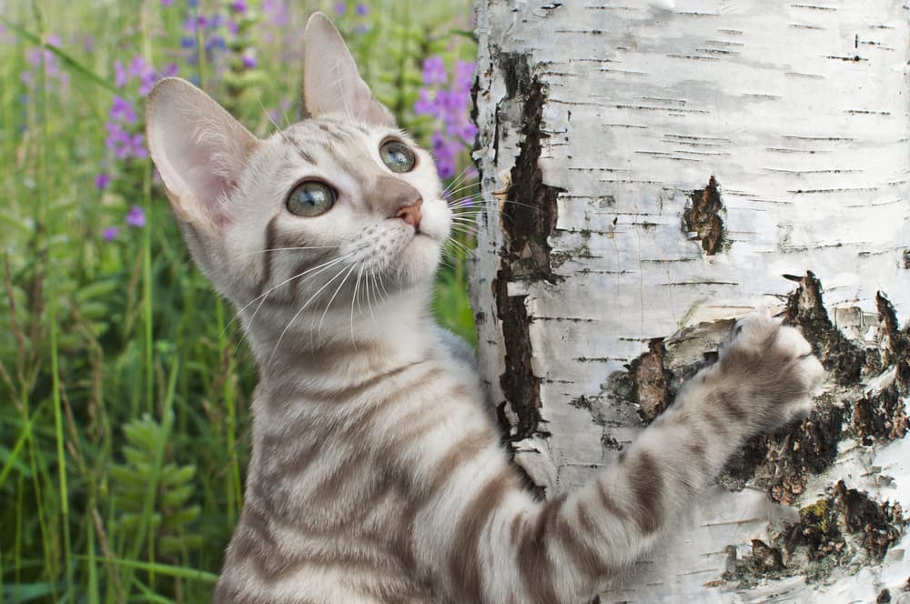 Blue Toyger Cat