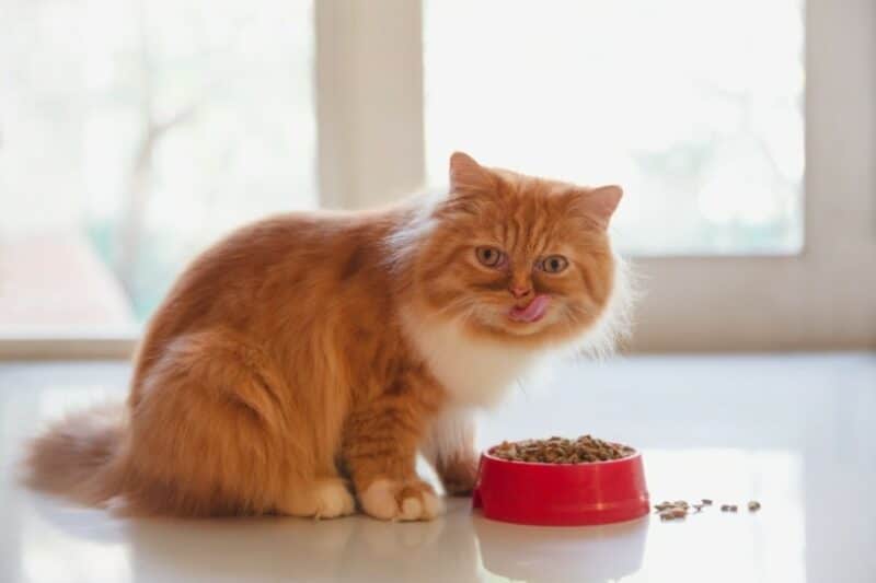 Can Cats Eat Chestnut