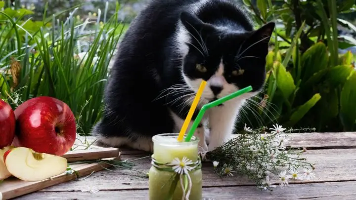 Can Cats Have Apple Juice