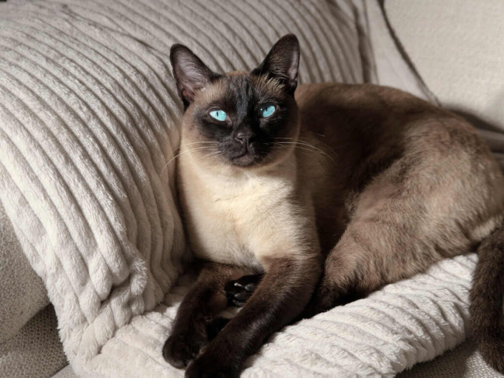 Care for Merv the Cat