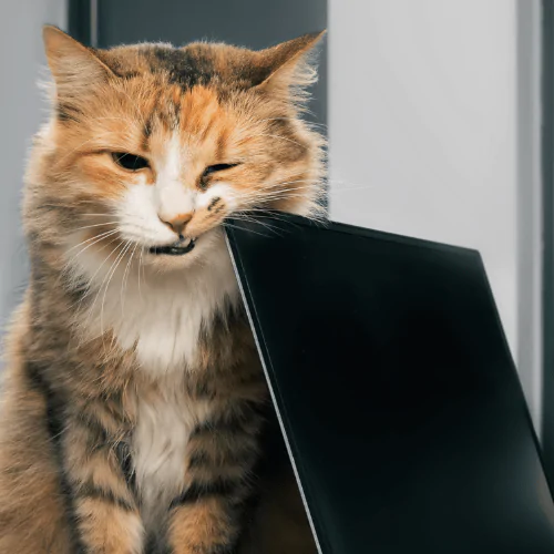 Cat Scent Glands and Their Purpose