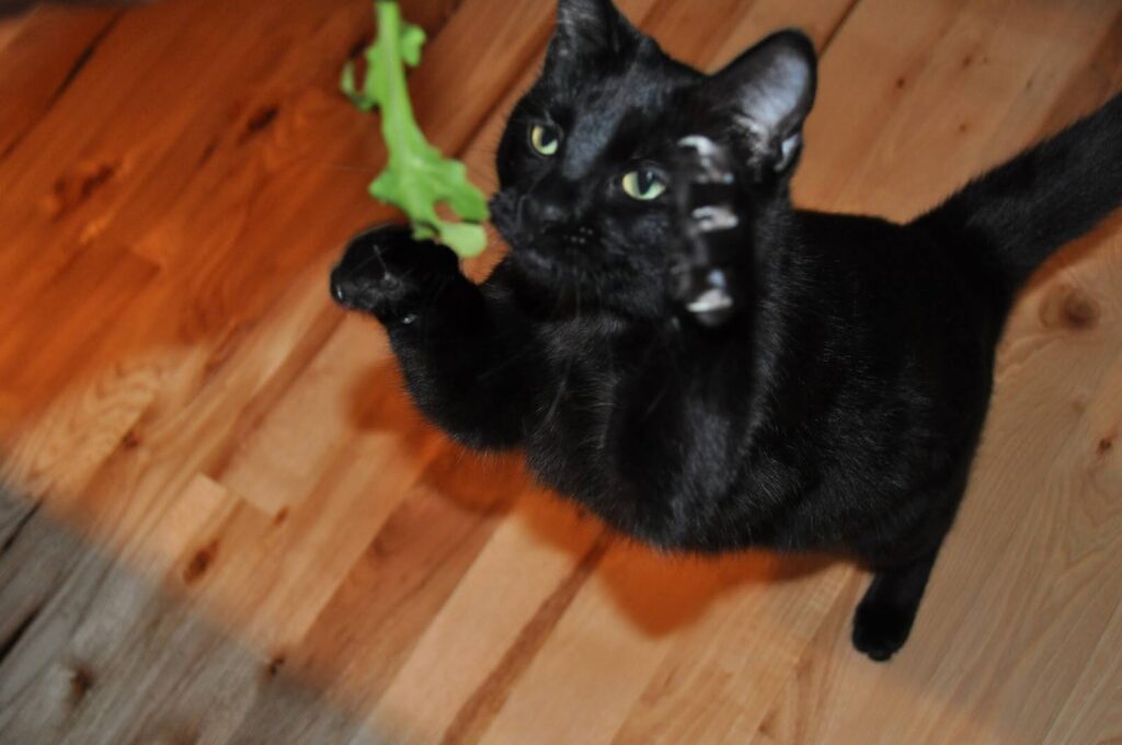 Cats Eat Arugula