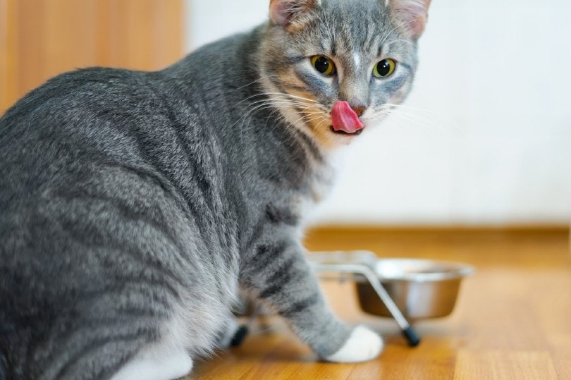 Cats Taste Dragon Fruit