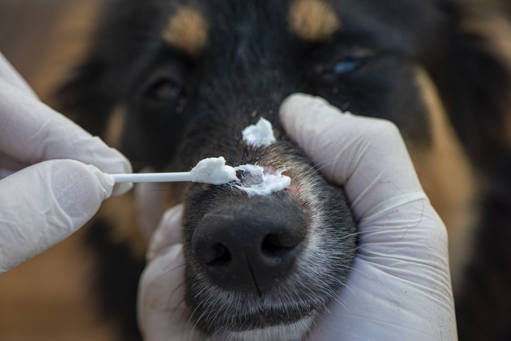 Clearing Up Blackheads on Dogs